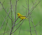 17th Jun 2015 - Yellow Warbler Male