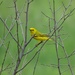 Yellow Warbler Male by annepann