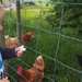Feeding the hens by happypat