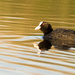 Eurasian Coot by leonbuys83