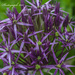 Allium  by tonygig