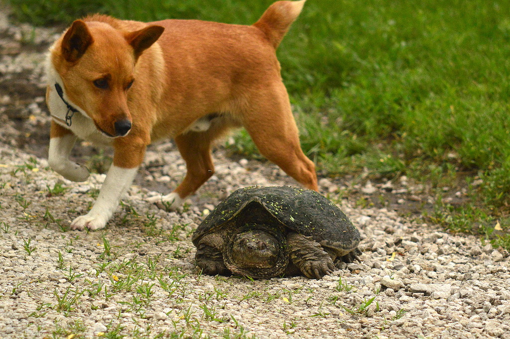 Um, We Have an Uninvited Guest on Our Driveway by kareenking