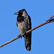 16th Jun 2015 - HOODED CROW