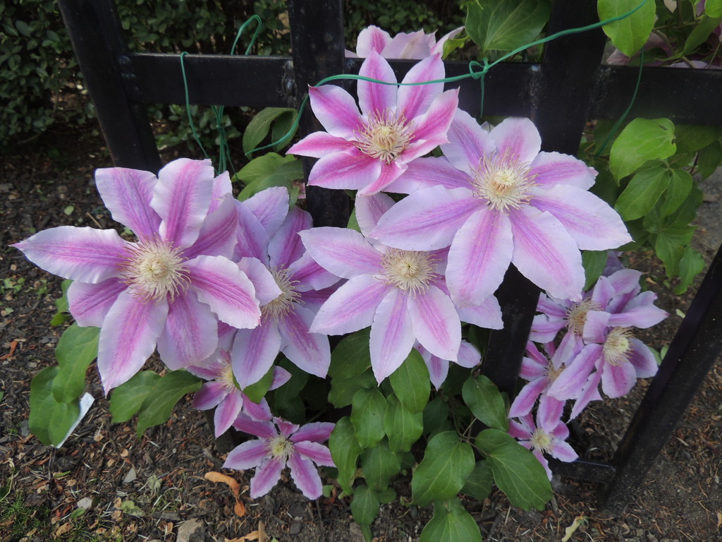 Clematis by allie912