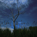 Tree & Clouds by april16