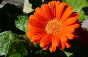 16th Jun 2015 - gerbera daisy