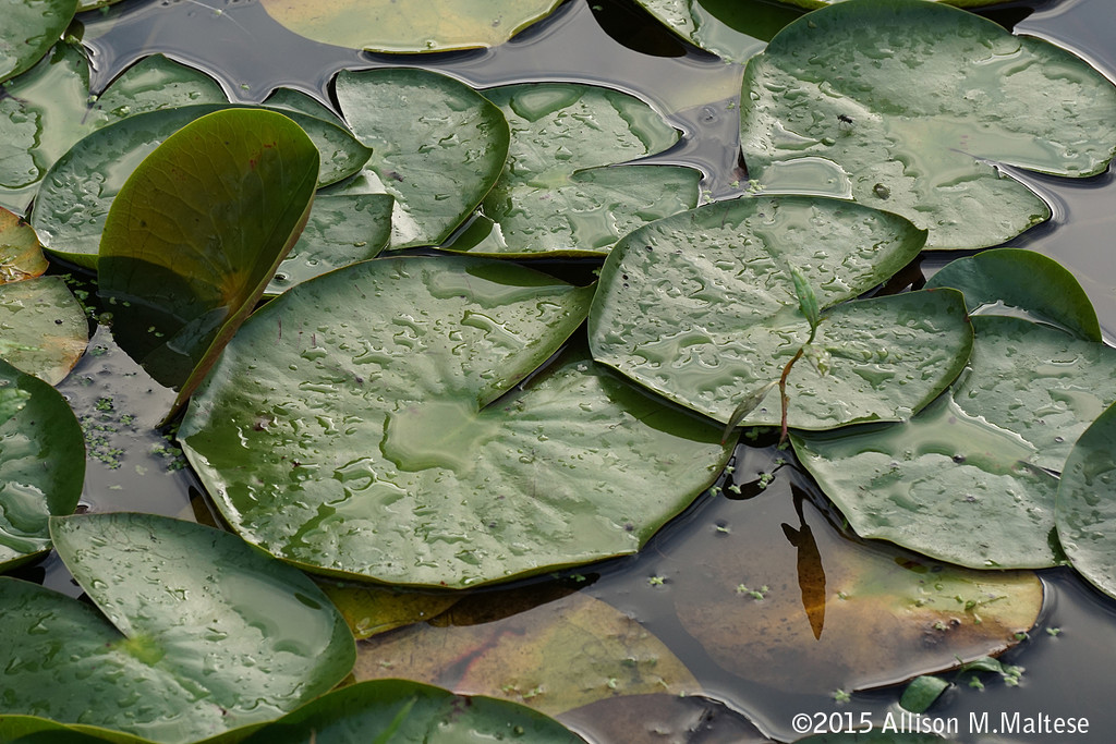 Lily Pads by falcon11