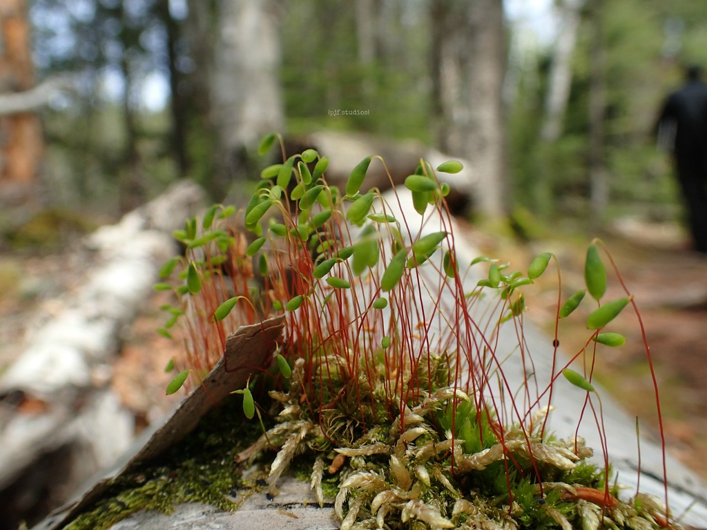 moss... by earthbeone