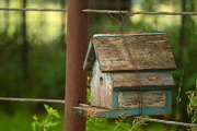 16th Jun 2015 - Bird House