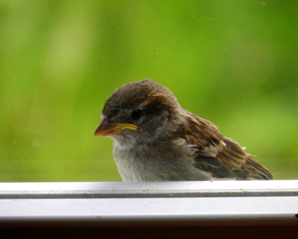 Fledgling on the windowsill by daisymiller