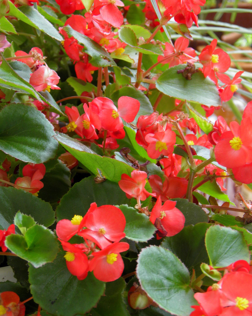 Begonias and more begonias by daisymiller