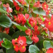 Begonias and more begonias by daisymiller