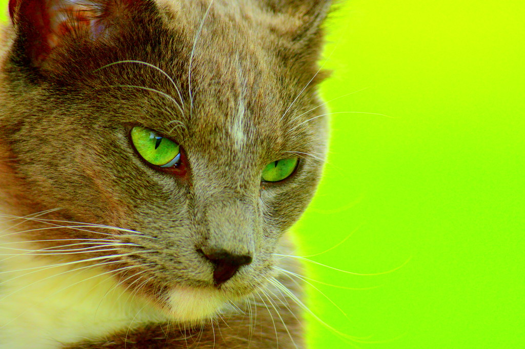 Green-Eyed Mouser by kareenking