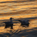 Seagulls Swimming in the Morning Light by leestevo