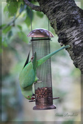 17th Jun 2015 - Green Parakeet