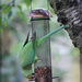 Green Parakeet by jamibann