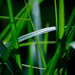 wild grasses by jackies365