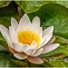 Water-Lily by carolmw