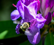 17th Jun 2015 - Buzy Bee 