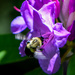 Buzy Bee  by novab