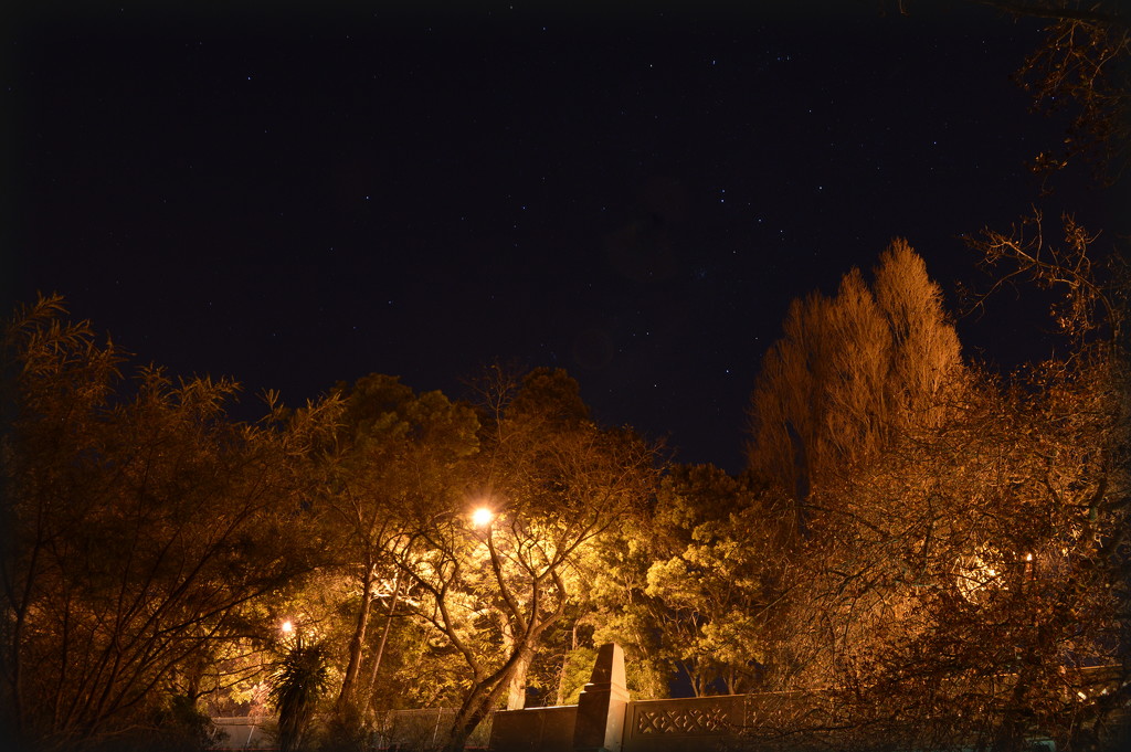Trees at Night by nickspicsnz