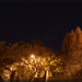 Trees at Night by nickspicsnz