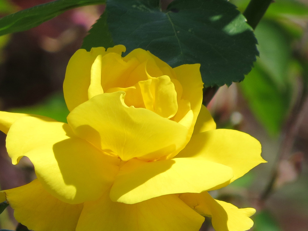 Sunny Yellow by seattlite