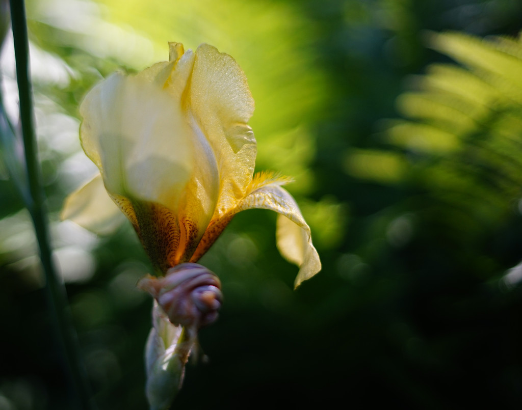 Yellow Iris by tosee