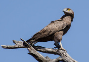 17th Jun 2015 - Brown Snake Eagle