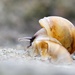 mini snail by callymazoo