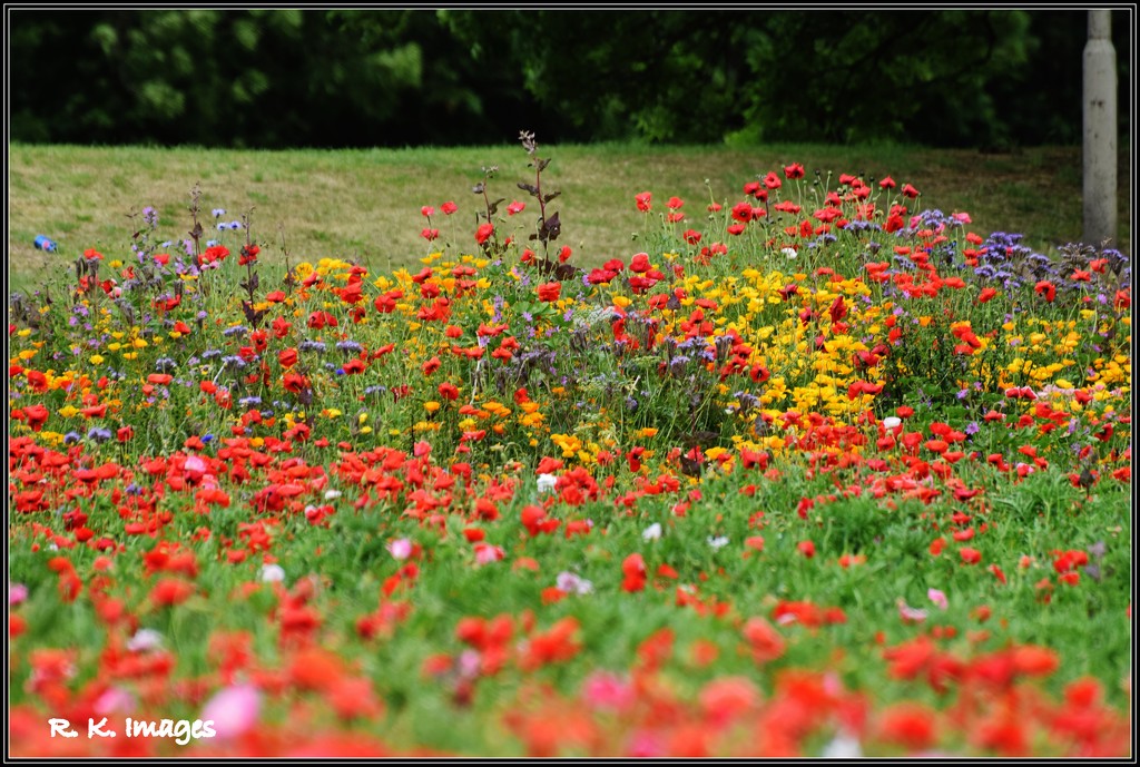 Wild flowers in Bedfordshire by rosiekind