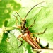 Longhorn beetle - Stenocorus meridianus by julienne1