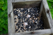 16th Jun 2015 - Eggs and Seeds
