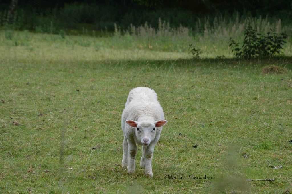 Lamb by parisouailleurs