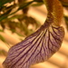 Iris petal by ziggy77