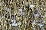 16th Jun 2015 - Garlic Drying