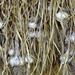 Garlic Drying by lsquared
