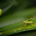 bug   30dayswild! by jackies365