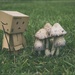 Timid Mushrooms by lyndemc