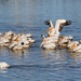American White Pelicans On Pacheo Pond by markandlinda