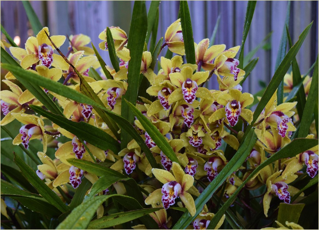 My Cymbidium Orchid ..2.. by happysnaps