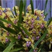 My Cymbidium Orchid ..2.. by happysnaps