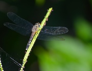 18th Jun 2015 - Dragonfly