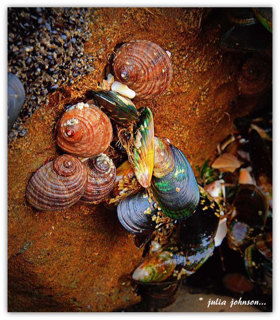 She Sells Sea Shells on the Sea Shore... by julzmaioro