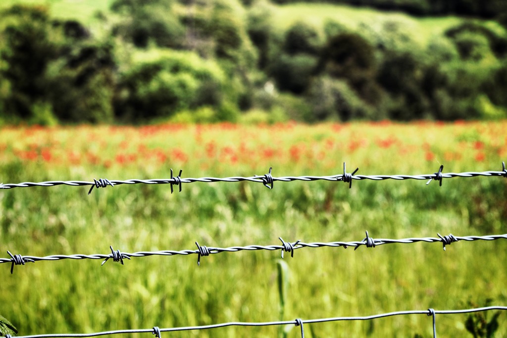 Barbed wire by swillinbillyflynn