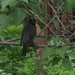 Blackbird by bruni