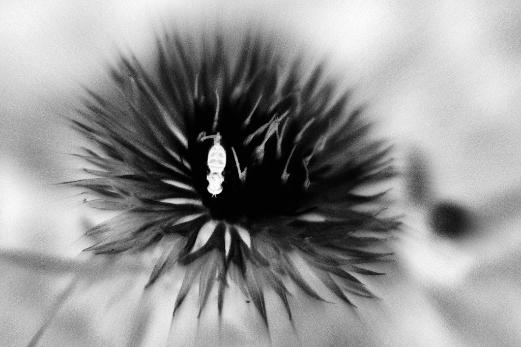 X-Ray Bee by juliedduncan