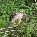Juvenile Red Tailed Hawk?? by rob257