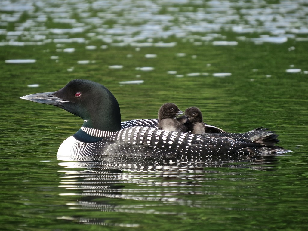 Momma Loon and Chicks by rob257