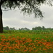 Daylilies by kareenking